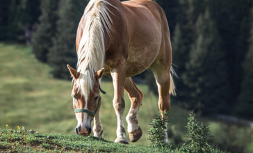 Does Collagen Help with Horse Joint Pain?