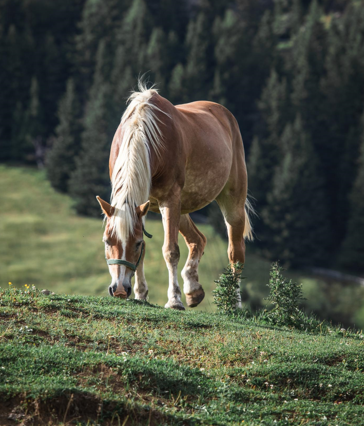 Does Collagen Help with Horse Joint Pain?