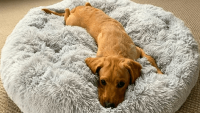 Waterproof Dog Bed Cover The Best Bed Cover for Pets That Keeps Your Home Clean (1)